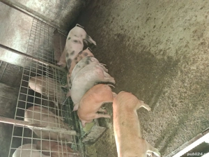 vand șoldănei!  - imagine 3