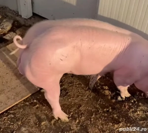 vier pietrain alb 100 kg