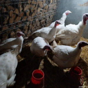 curcani de vinzare crescuti natural - imagine 2