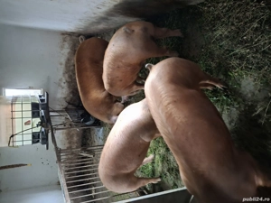 Vând porci 150-200kg - imagine 4