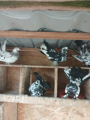 Roleri încălțați 