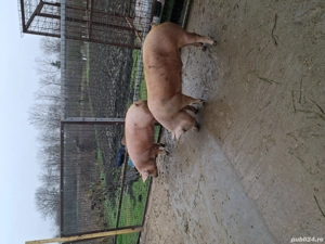 Vând porci 150-200kg