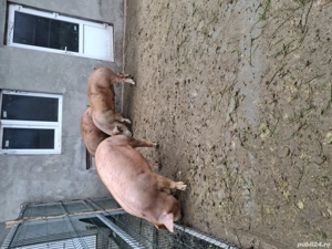 Vând porci 150-200kg - imagine 3