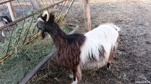 capra gestanta  - imagine 4