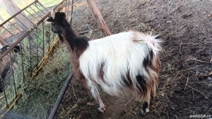 capra gestanta  - imagine 3