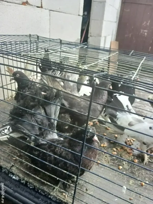 Roleri încălțați  - imagine 3