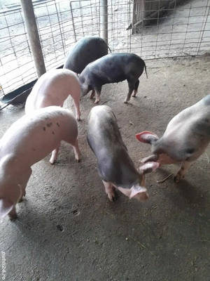 purcei de vânzare  - imagine 2