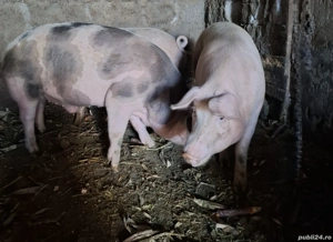 Disponibili spre vânzare 