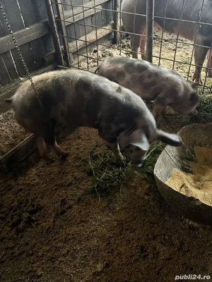 Disponibili spre vânzare  - imagine 2