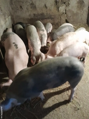 purcei de vânzare  - imagine 3