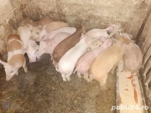 Purcei 8-9 săptămâni 