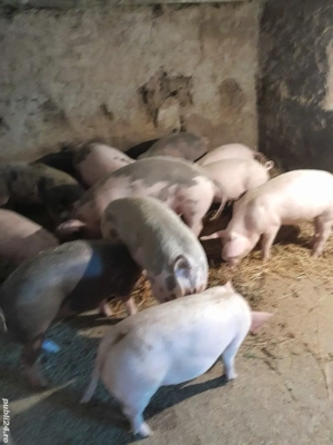 purcei de vânzare  - imagine 4