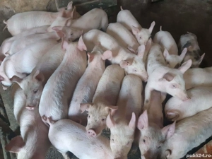 Purcei rasă Pic cu Marele Alb  - imagine 3