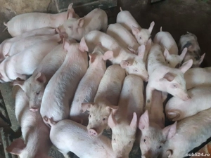 Purcei rasă Pic cu Marele Alb 