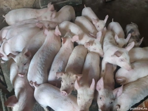Purcei rasă Pic cu Marele Alb  - imagine 2