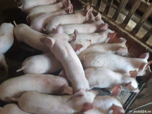 Purcei rasă Pic cu Marele Alb  - imagine 4