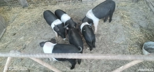 Vand 10 purcei Basna 