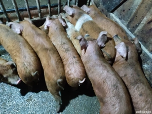 Purcei Duroc de 9 săptămâni 
