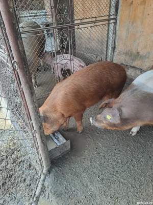 Porci Durok - imagine 5