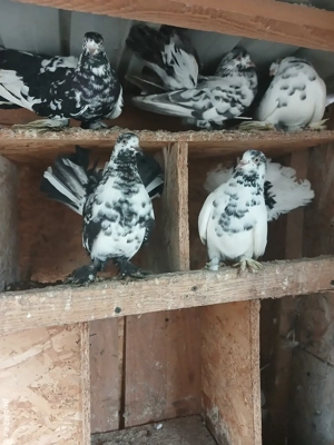 Roleri incaltati  - imagine 2