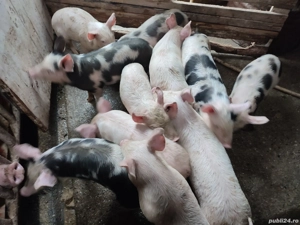 Purcei de 8 săptămâni - imagine 5