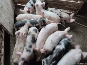 Purcei de 8 săptămâni - imagine 4