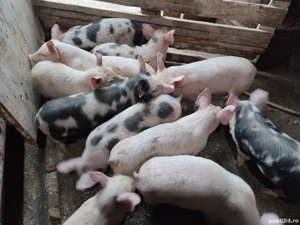 Purcei de 8 săptămâni - imagine 2