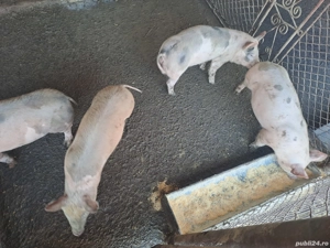 Purcei 9 Săptămâni  - imagine 2