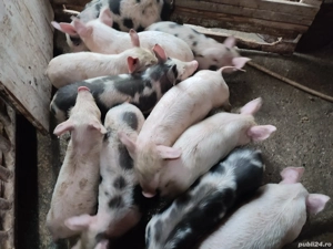 Purcei de 8 săptămâni - imagine 3