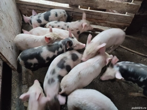 Purcei de 8 săptămâni