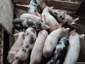 Purcei de 8 săptămâni - imagine 7