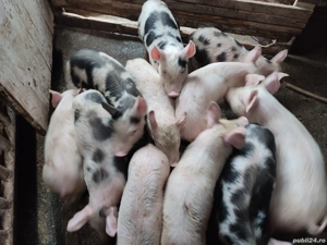 Purcei de 8 săptămâni - imagine 6