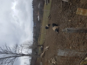 Vand scroafe bazna 200-300kg bucata 