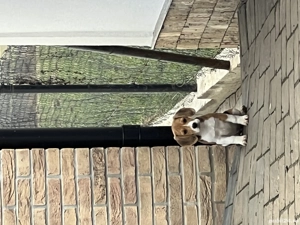 Cățelușa rasa pură Beagle !