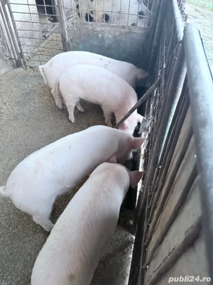 vand purcei diferite kg  - imagine 2