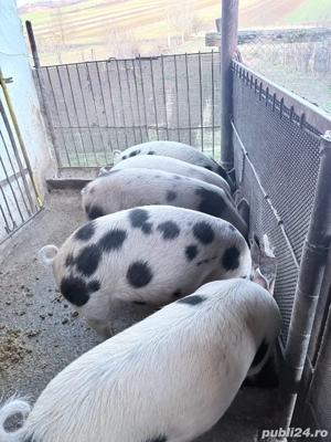 vand purcei diferite kg  - imagine 3