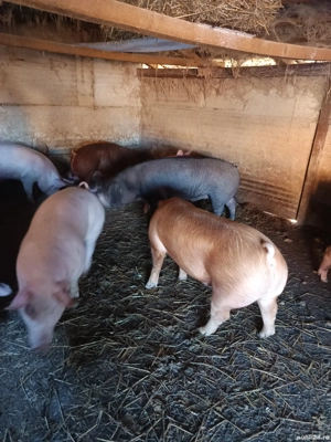 De plecare porci rasa mixta  - imagine 2