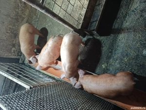 Vând scrofițe  - imagine 3