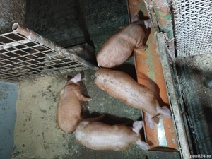 Vând scrofițe  - imagine 2