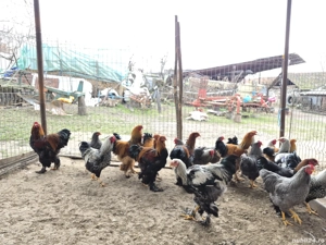 Vand cocosi! - imagine 5