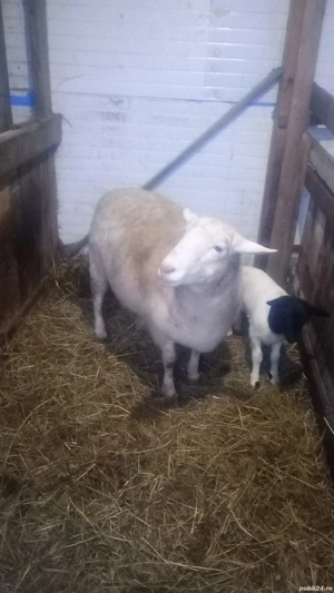 Oaie dorper cu miel de vânzare preț negociabil  - imagine 2
