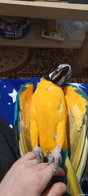 Vand papagal ara cu pieptul galben - imagine 4