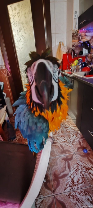 Vand papagal ara cu pieptul galben - imagine 3