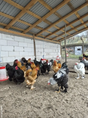 Vand cocosi! - imagine 2