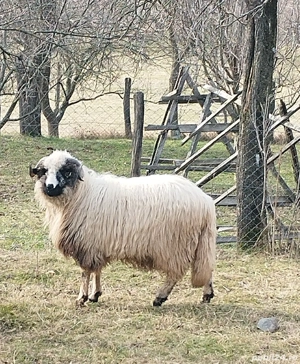Berbecuț de tinut Arges! 