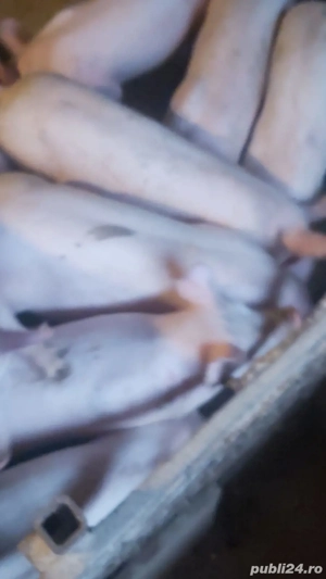 Vând porci ( godinasi )