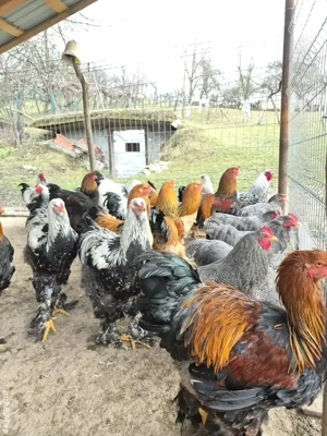 Vand cocosi! - imagine 4