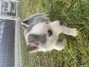 Husky de vanzare!! 80 de euro,1 mascul si 4 femele - imagine 2