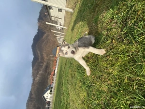 Husky de vanzare!! 80 de euro,1 mascul si 4 femele - imagine 3