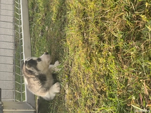 Husky de vanzare!! 80 de euro,1 mascul si 4 femele - imagine 4